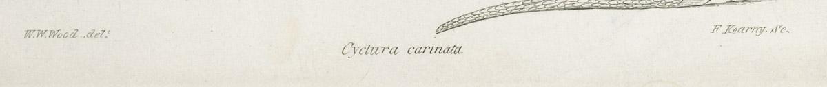 2013.0024.011 Print, detail 1