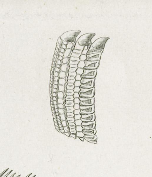 2013.0024.011 Print, detail 5