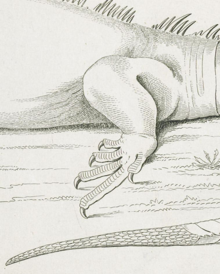 2013.0024.011 Print, detail 6