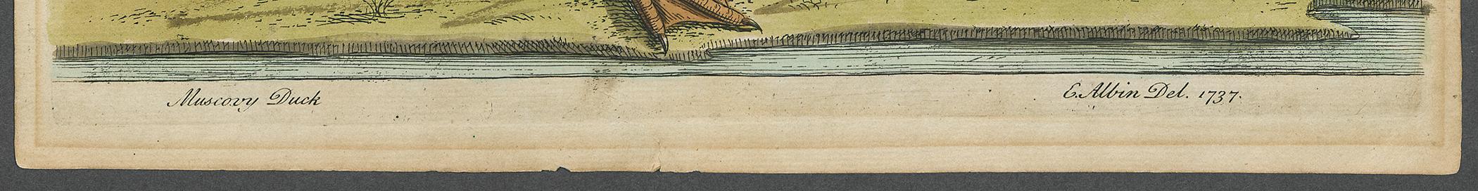 2006.0502 Print, detail 1