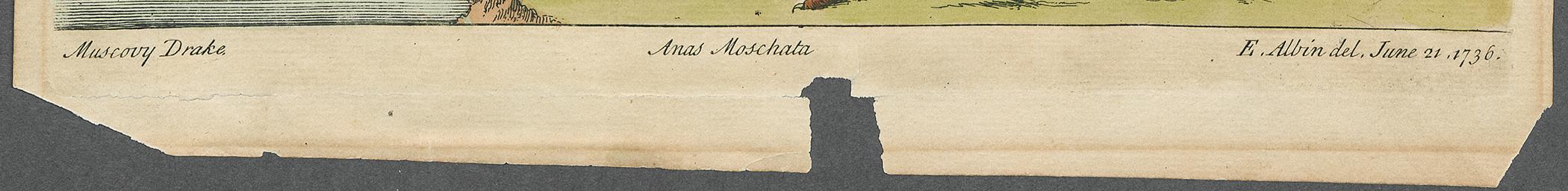 2006.0503 Print, detail 1