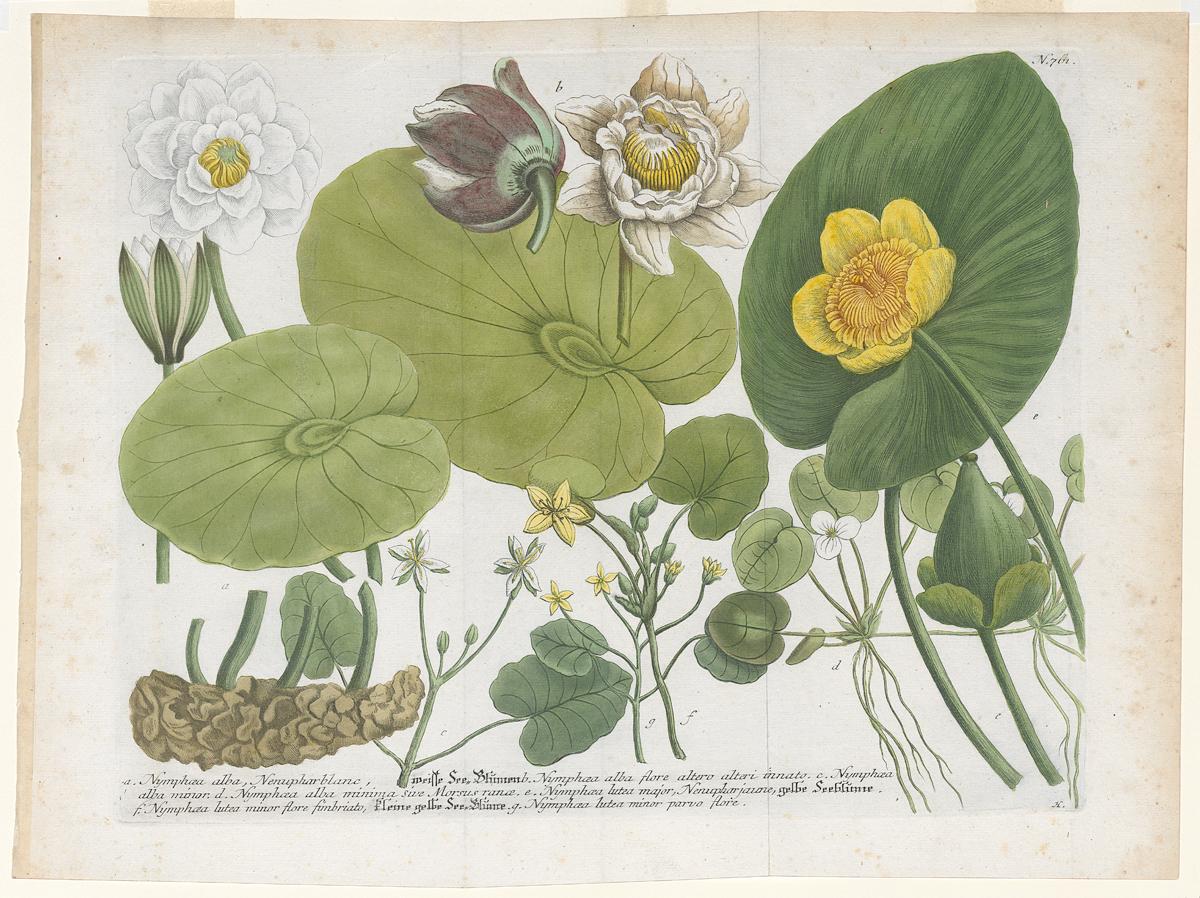 2006.0019 Print