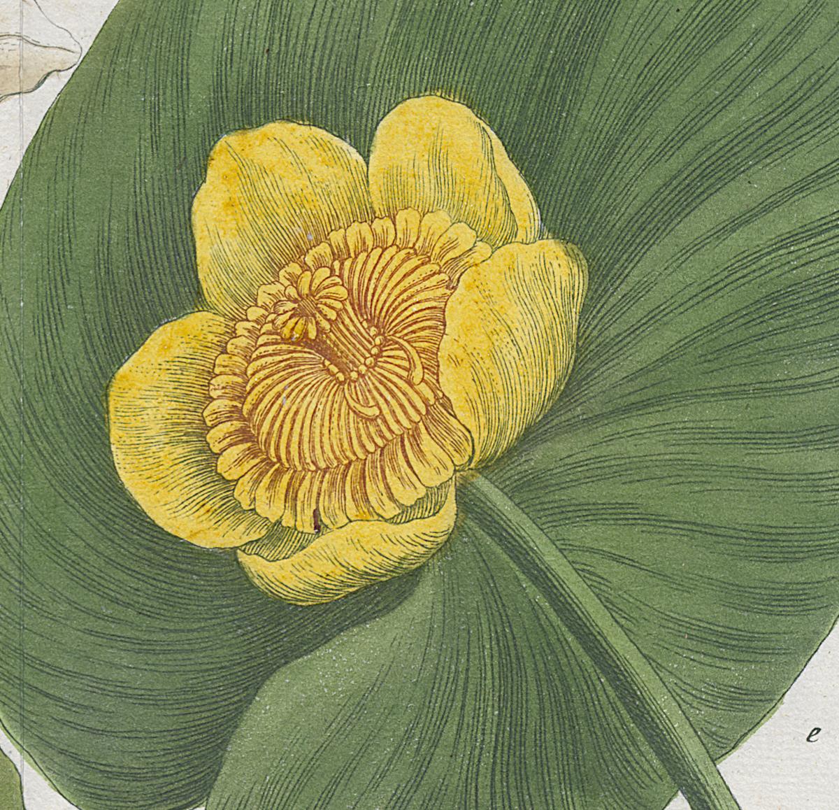 2006.0019 Print, Detail 9