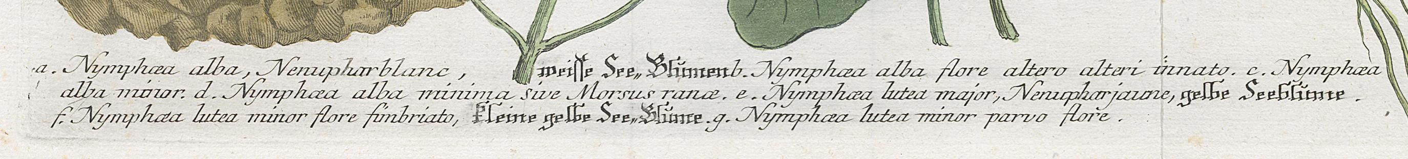 2006.0019 Print, Detail 10