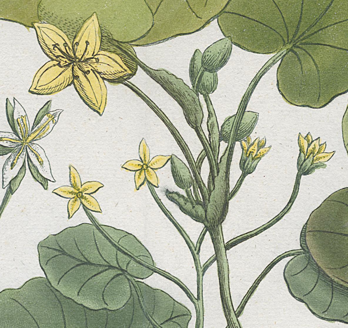 2006.0019 Print, Detail 12