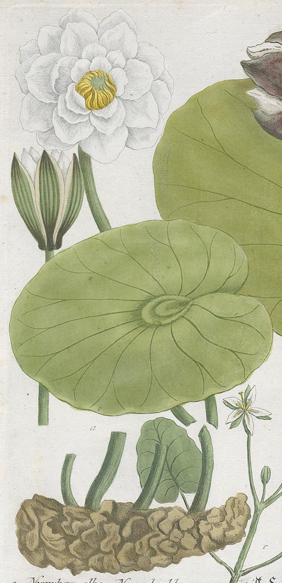 2006.0019 Print, Detail