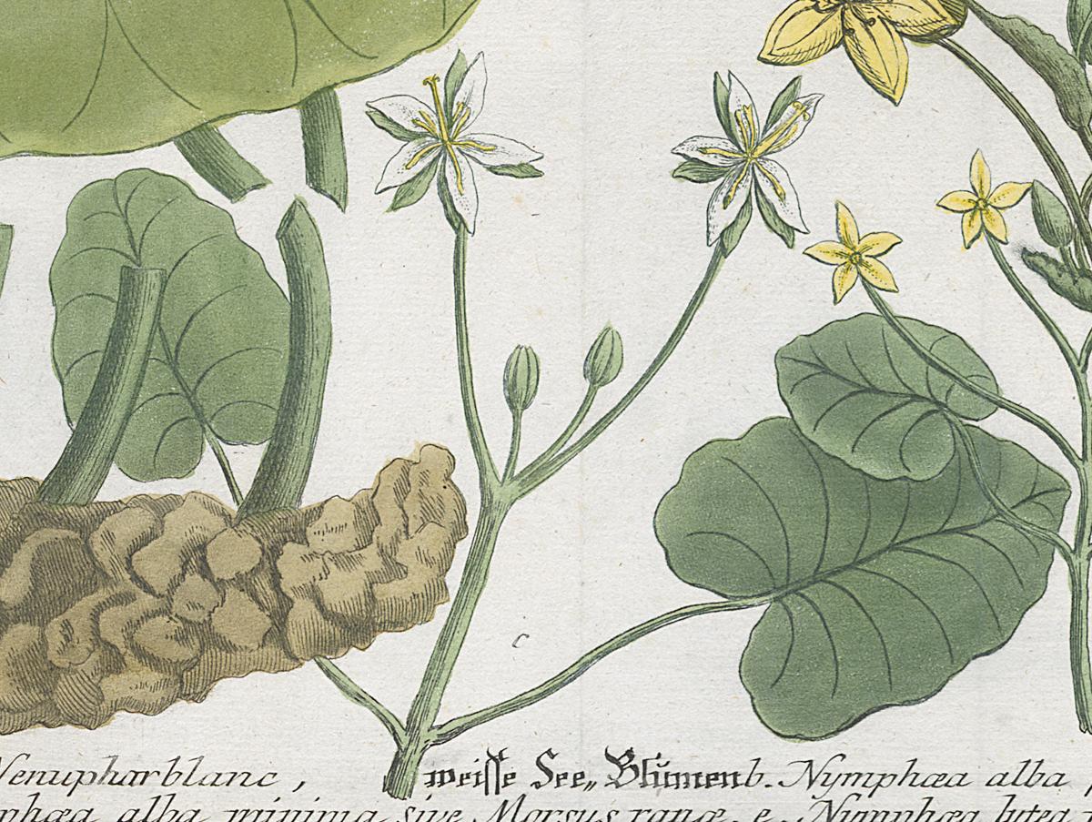 2006.0019 Print, Detail 4