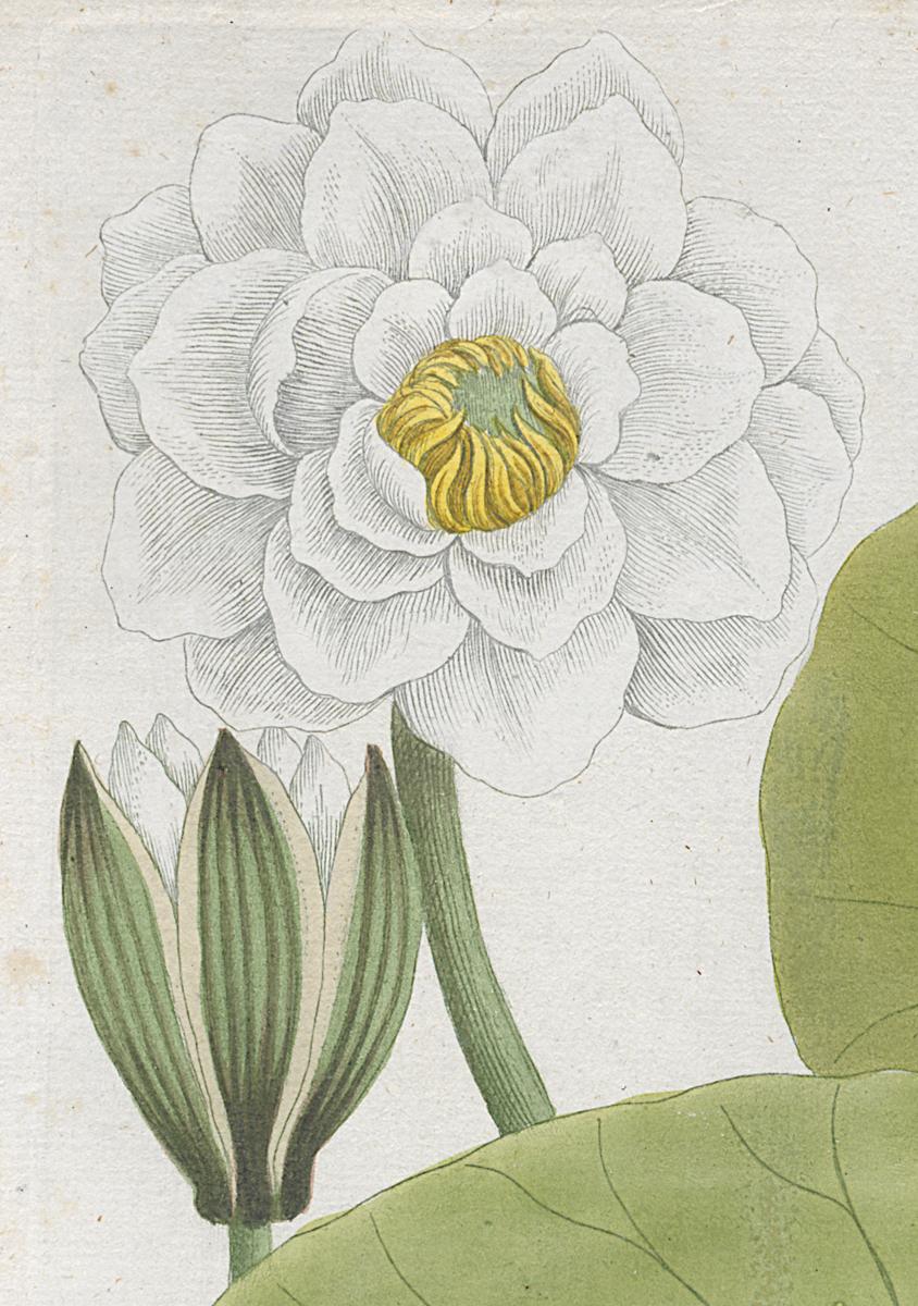 2006.0019 Print, Detail 7