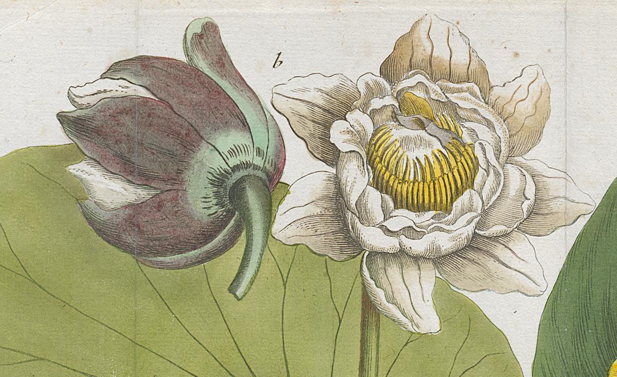 2006.0019 Print, Detail 8